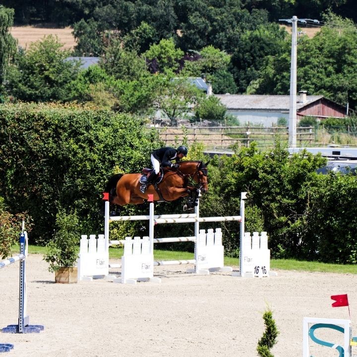 Cheval bai et cavalier sautent un boxer blanc