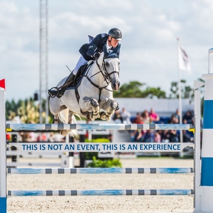 Cheval gris et son cavalier sautent un obstacle bleu et blanc