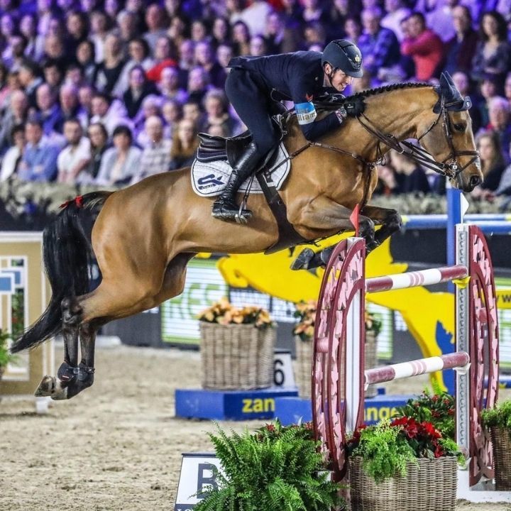 Cheval qui saute un vertical bordeaux