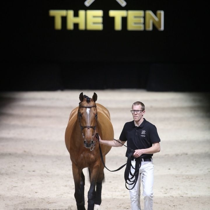 Cheval bai et un homme qui le tient avec une longe noir