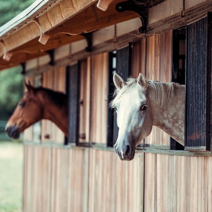 Cheval gris et un cheval marron dans leur boxe