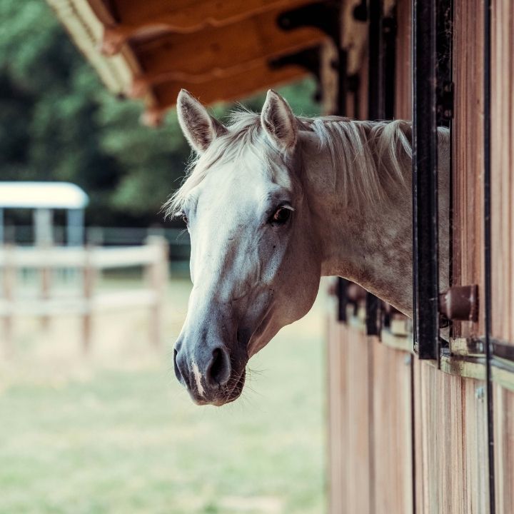 Tête d'un cheval gris dans son boxe